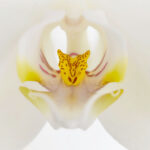 The Anatomist by Frederico Andahazi