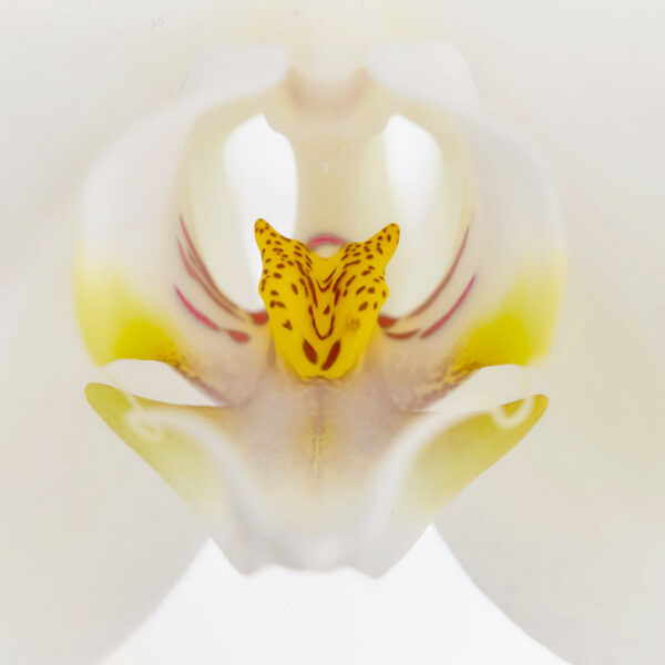 The Anatomist by Frederico Andahazi