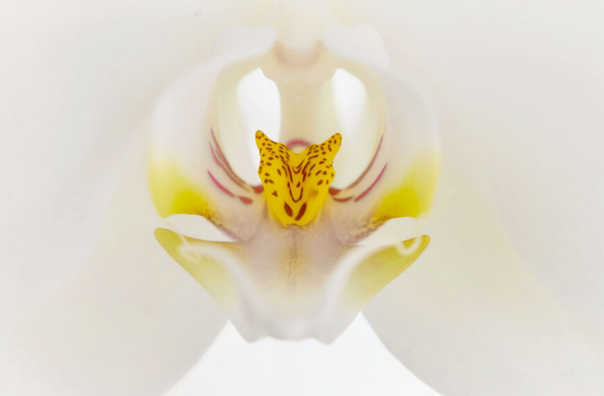 The Anatomist by Frederico Andahazi