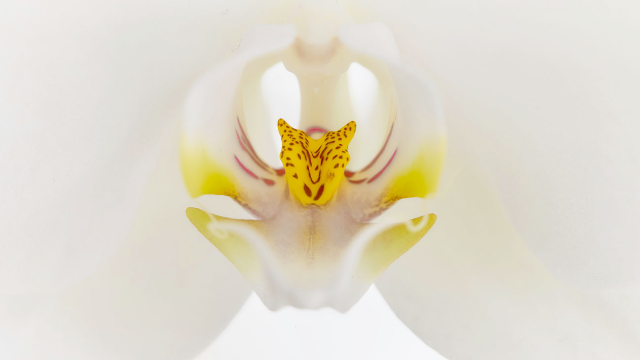 The Anatomist by Frederico Andahazi